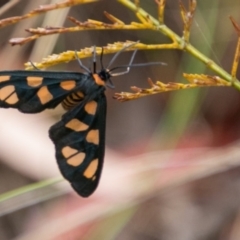 Amata (genus) at Paddys River, ACT - 24 Jan 2018 03:50 PM