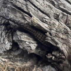 Egernia cunninghami (Cunningham's Skink) at Hackett, ACT - 27 Jan 2018 by AaronClausen