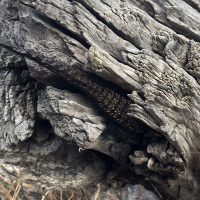 Egernia cunninghami (Cunningham's Skink) at Mount Majura - 27 Jan 2018 by AaronClausen