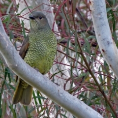 Ptilonorhynchus violaceus (Satin Bowerbird) at Macarthur, ACT - 9 Jun 2017 by RodDeb