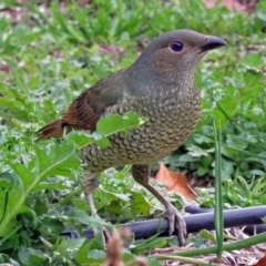 Ptilonorhynchus violaceus at Macarthur, ACT - 9 Jun 2017 02:45 PM