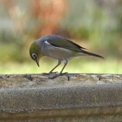 Zosterops lateralis (Silvereye) at Macarthur, ACT - 29 Oct 2017 by RodDeb