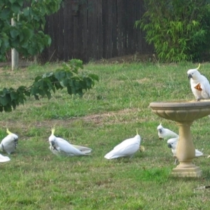 Cacatua galerita at Macarthur, ACT - 27 Jan 2008