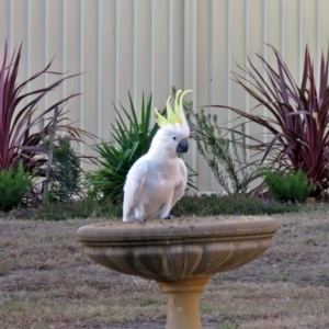 Cacatua galerita at Macarthur, ACT - 23 Feb 2017 06:22 PM