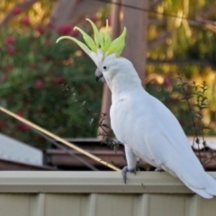 Cacatua galerita at Macarthur, ACT - 23 Feb 2017