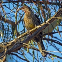 Anthochaera carunculata (Red Wattlebird) at Macarthur, ACT - 16 Jan 2017 by RodDeb