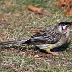 Anthochaera carunculata (Red Wattlebird) at Macarthur, ACT - 3 Jun 2017 by RodDeb