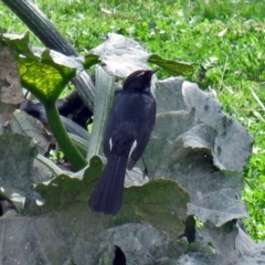 Rhipidura leucophrys (Willie Wagtail) at Macarthur, ACT - 9 Apr 2010 by RodDeb