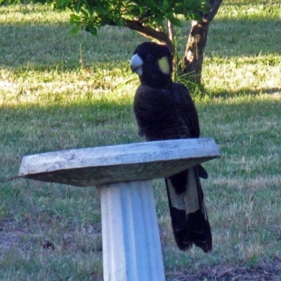 Zanda funerea (Yellow-tailed Black-Cockatoo) at Macarthur, ACT - 8 Nov 2009 by RodDeb