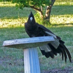 Zanda funerea at Macarthur, ACT - 8 Nov 2009