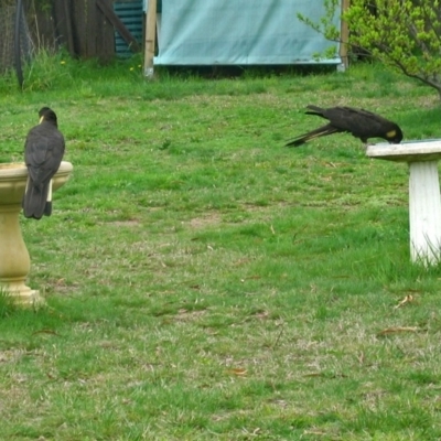 Zanda funerea (Yellow-tailed Black-Cockatoo) at Macarthur, ACT - 25 Sep 2005 by RodDeb