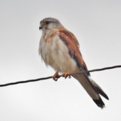 Falco cenchroides (Nankeen Kestrel) at Tidbinbilla Nature Reserve - 24 Jan 2018 by JohnBundock