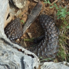 Tiliqua rugosa (Shingleback Lizard) at Gungahlin, ACT - 5 Jan 2012 by KMcCue