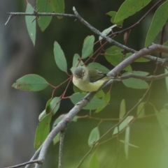 Smicrornis brevirostris (Weebill) at Goorooyarroo NR (ACT) - 4 Jan 2012 by KMcCue