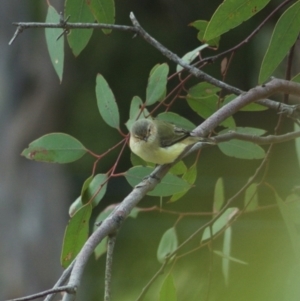 Smicrornis brevirostris at Throsby, ACT - 5 Jan 2012 10:13 AM