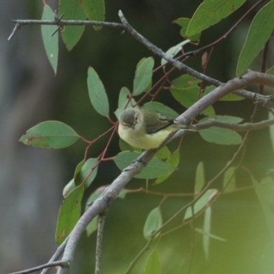 Smicrornis brevirostris (Weebill) at Throsby, ACT - 5 Jan 2012 by KMcCue