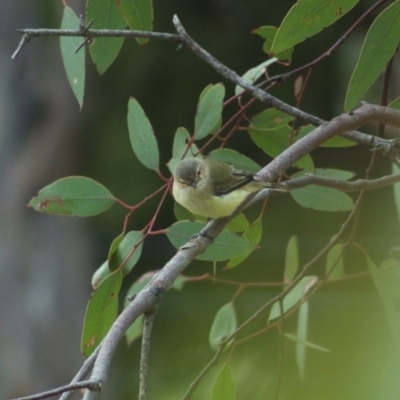 Smicrornis brevirostris (Weebill) at Goorooyarroo NR (ACT) - 4 Jan 2012 by KMcCue