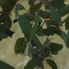 Smicrornis brevirostris at Throsby, ACT - 5 Jan 2012 10:13 AM