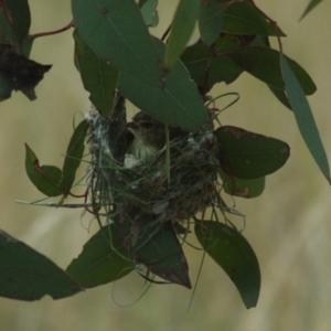 Smicrornis brevirostris at Throsby, ACT - 5 Jan 2012 10:13 AM