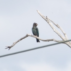Eurystomus orientalis (Dollarbird) at Deakin, ACT - 28 Jan 2018 by JackyF