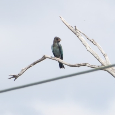 Eurystomus orientalis (Dollarbird) at Deakin, ACT - 28 Jan 2018 by JackyF