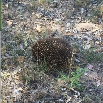 Tachyglossus aculeatus (Short-beaked Echidna) at Deakin, ACT - 6 Aug 2017 by JackyF