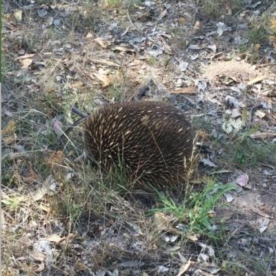 Tachyglossus aculeatus (Short-beaked Echidna) at Red Hill to Yarralumla Creek - 6 Aug 2017 by JackyF