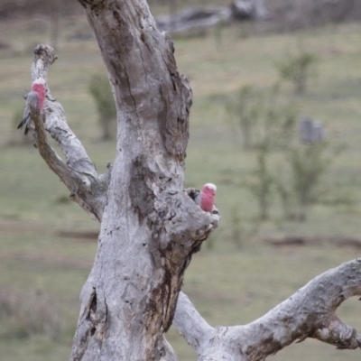 Eolophus roseicapilla (Galah) at Michelago, NSW - 26 Oct 2017 by Illilanga
