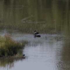 Cygnus atratus (Black Swan) at Michelago, NSW - 6 Dec 2015 by Illilanga