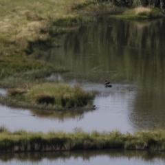 Cygnus atratus at Michelago, NSW - 6 Dec 2015 07:50 AM