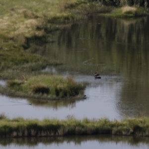 Cygnus atratus at Michelago, NSW - 6 Dec 2015