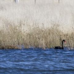 Cygnus atratus (Black Swan) at Illilanga & Baroona - 2 Oct 2012 by Illilanga