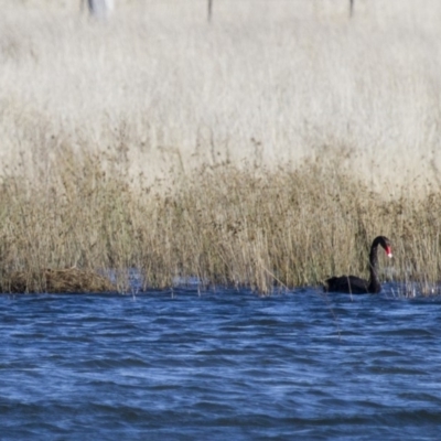 Cygnus atratus (Black Swan) at Michelago, NSW - 3 Oct 2012 by Illilanga