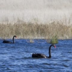 Cygnus atratus at Michelago, NSW - 3 Oct 2012