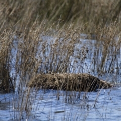 Cygnus atratus at Michelago, NSW - 3 Oct 2012