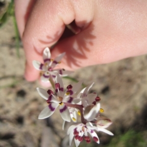 Wurmbea dioica subsp. dioica at Wamboin, NSW - 27 Sep 2010