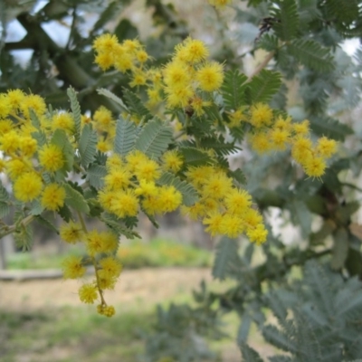 Acacia baileyana (Cootamundra Wattle, Golden Mimosa) at QPRC LGA - 27 Sep 2010 by natureguy