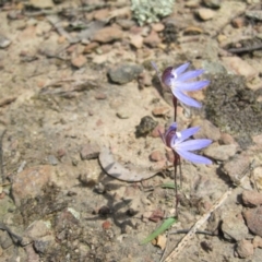 Cyanicula caerulea (Blue Fingers, Blue Fairies) at QPRC LGA - 27 Sep 2010 by natureguy