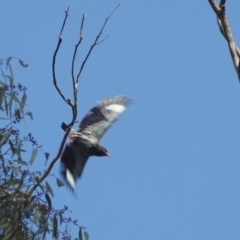 Eurystomus orientalis (Dollarbird) at Gungahlin, ACT - 5 Jan 2012 by KMcCue
