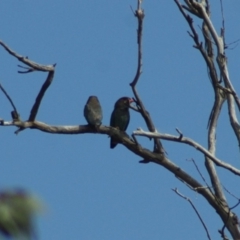 Eurystomus orientalis at Gungahlin, ACT - 5 Jan 2012