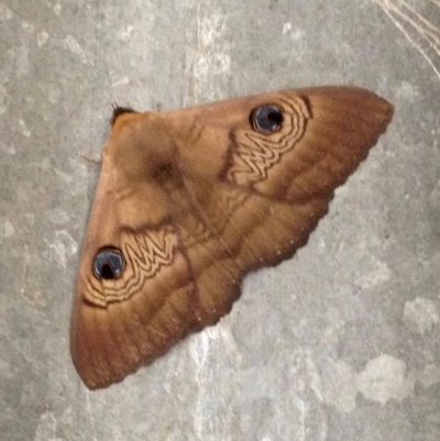 Dasypodia selenophora (Southern old lady moth) at Namadgi National Park - 22 Oct 2016 by KMcCue