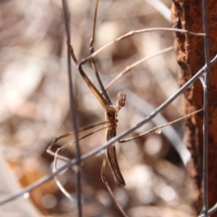 Deinopidae (family) at Hackett, ACT - 29 Jan 2018 10:28 AM