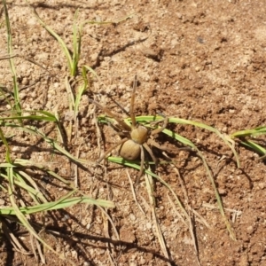 Neosparassus calligaster at Hereford Hall, NSW - 20 Jan 2018 02:47 PM