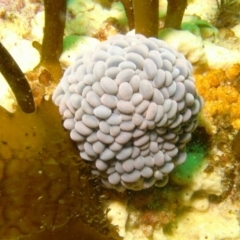 Phlyctenactis tuberculosa (Baked Bean Anemone) at Eden, NSW - 14 Sep 2014 by rickcarey