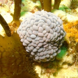 Phlyctenactis tuberculosa at Eden, NSW - 14 Sep 2014 11:56 AM