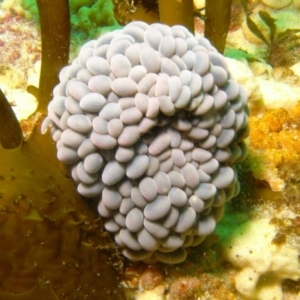 Phlyctenactis tuberculosa at Eden, NSW - 14 Sep 2014 11:56 AM