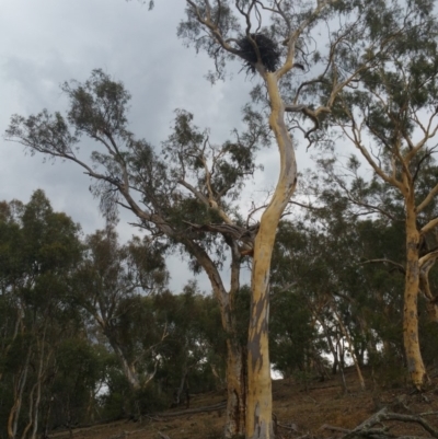 Aquila audax (Wedge-tailed Eagle) at Hume, ACT - 25 Jan 2018 by nathkay
