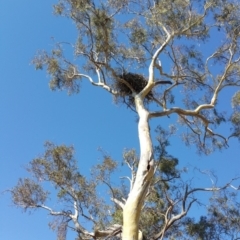 Aquila audax at Hume, ACT - 26 Jan 2018