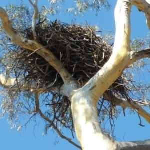 Aquila audax at Hume, ACT - 26 Jan 2018