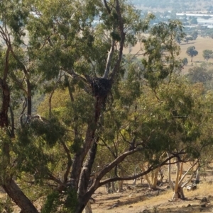 Aquila audax at Hume, ACT - 26 Jan 2018 09:37 AM